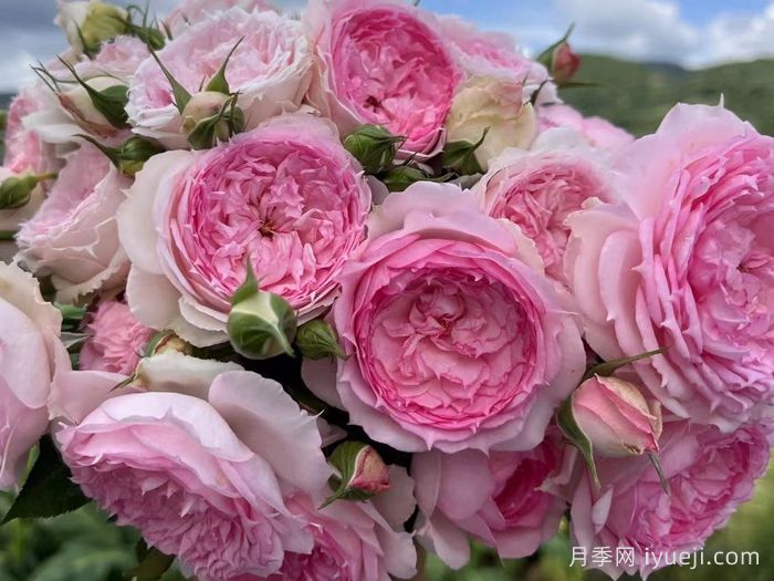 溶溶月月季(图3)