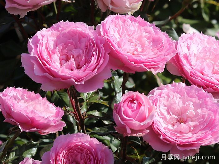 溶溶月月季(图2)