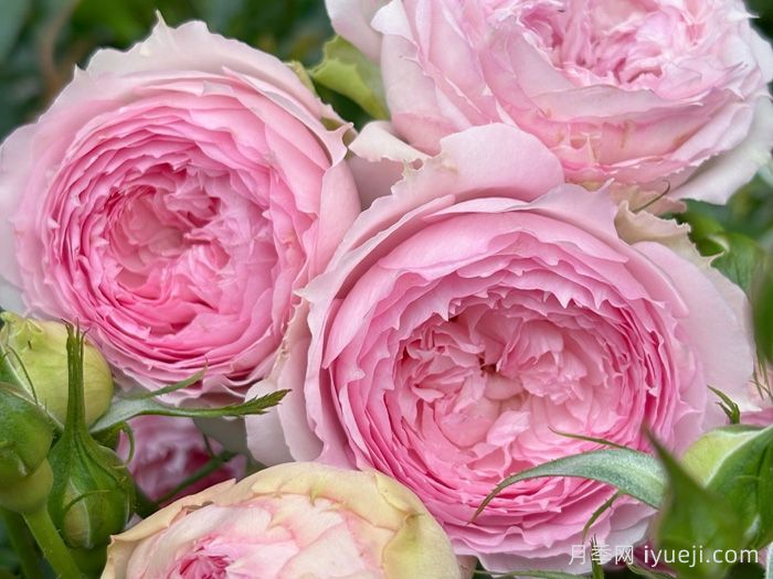 溶溶月月季(图4)