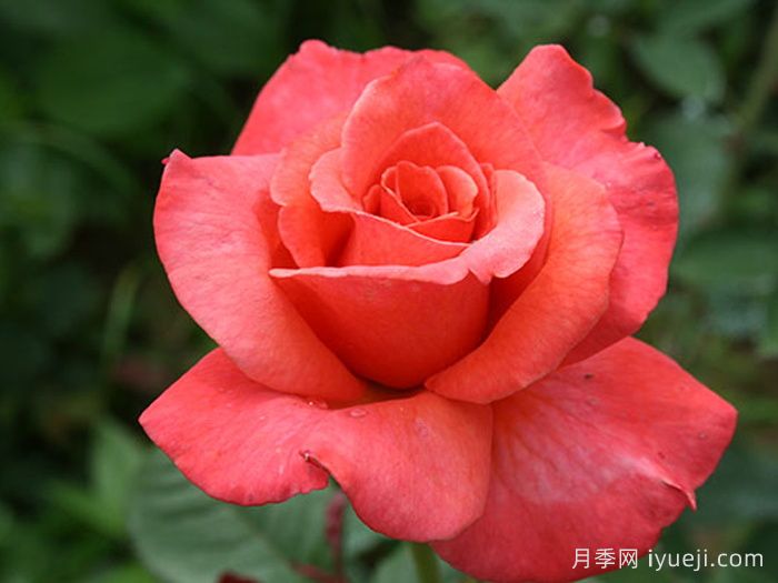 桑德林汉纪念月季/桑德灵汉姆Sandringham Centenary(图1)