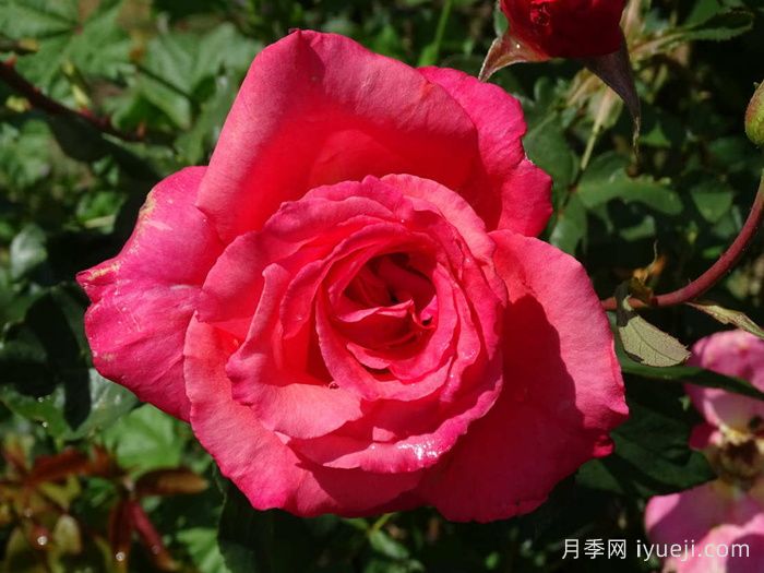 桑德林汉纪念月季/桑德灵汉姆Sandringham Centenary(图2)