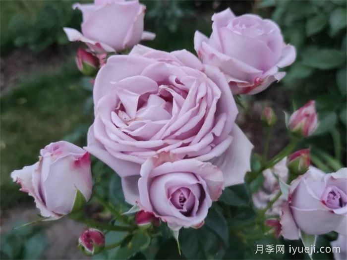 桑德拉文艺复兴月季/桑德拉重生Sandra Renaissance(图3)