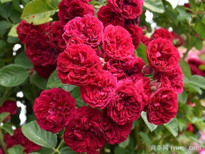 塞维蔡斯月季/切维蔡斯Chevy Chase(图1)