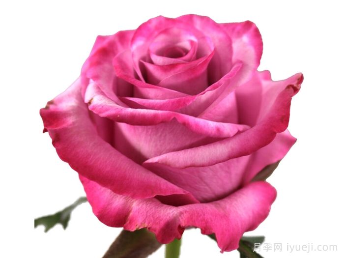 塞琳娜月季Selina(荷兰)(图1)