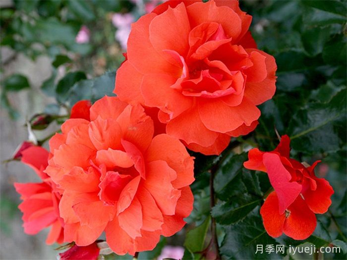 塞拉夫人月季/贾布鲁尼月季Jabulani(图2)