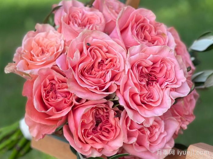 腮红丽娃月季/腮红瑞瓦Blushing Reeva(图2)