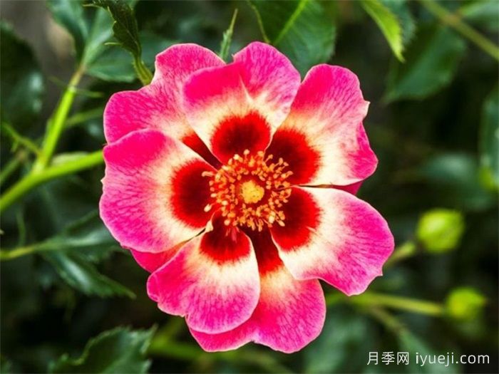 腮红巴比伦眼睛月季Blushing Babylon Eyes(图1)