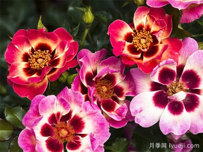 腮红巴比伦眼睛月季Blushing Babylon Eyes(图2)