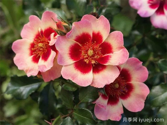 腮红巴比伦眼睛月季Blushing Babylon Eyes(图3)