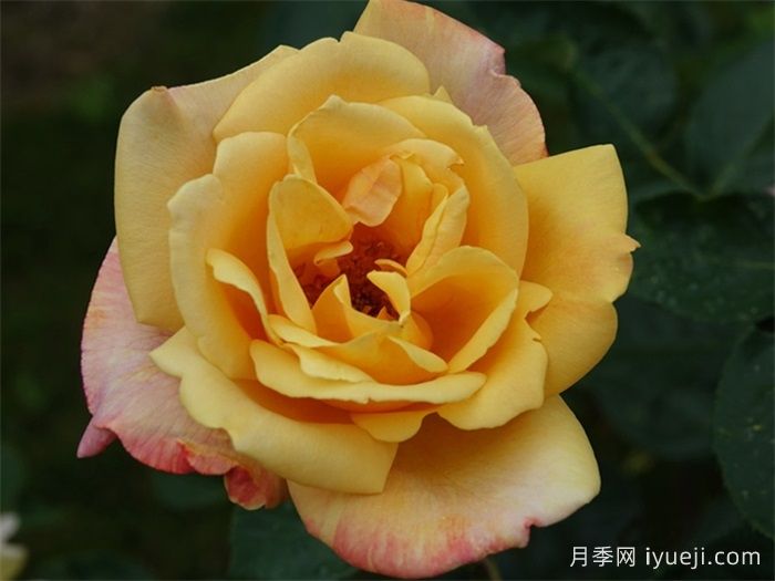 萨特黄金月季/苏丹黄金Sutters Gold(图1)