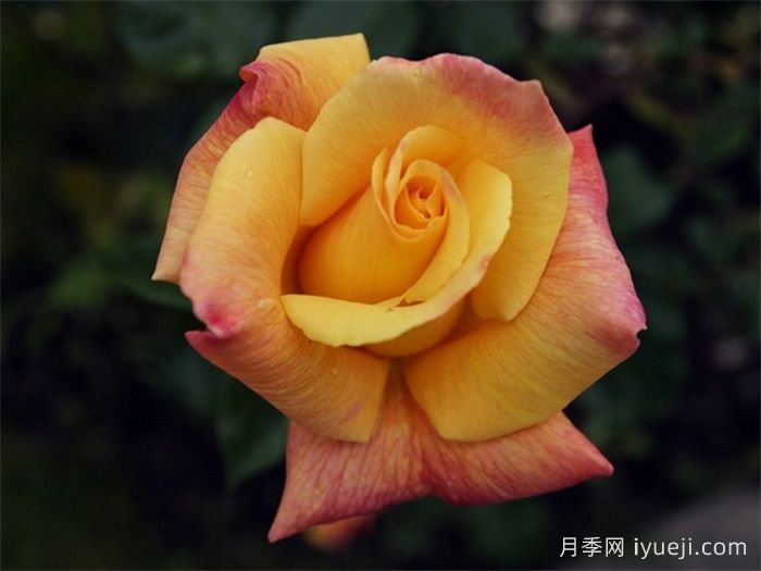 萨特黄金月季/苏丹黄金Sutters Gold(图2)