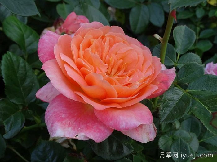 撒玛利亚月季/撒马利亚Samaritan(图2)