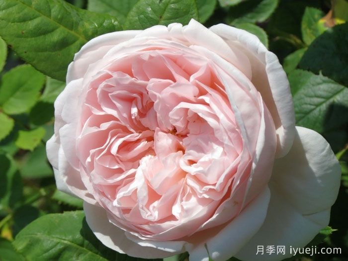 圣塞西莉亚月季/圣赛西利亚Saint Cecilia(图1)