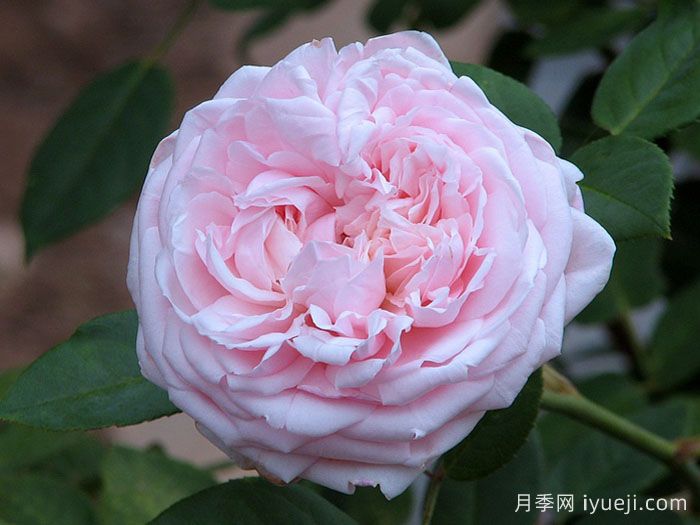 圣塞西莉亚月季/圣赛西利亚Saint Cecilia(图2)