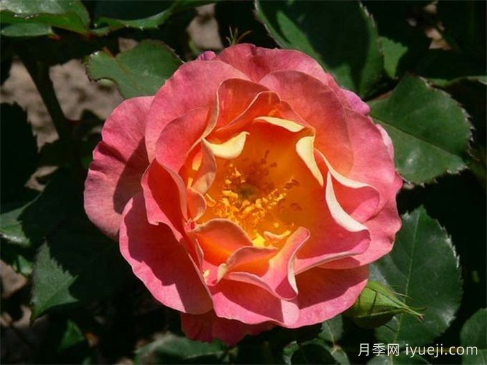 圣科斯梅修道院月季Prieure de St Cosme(图1)