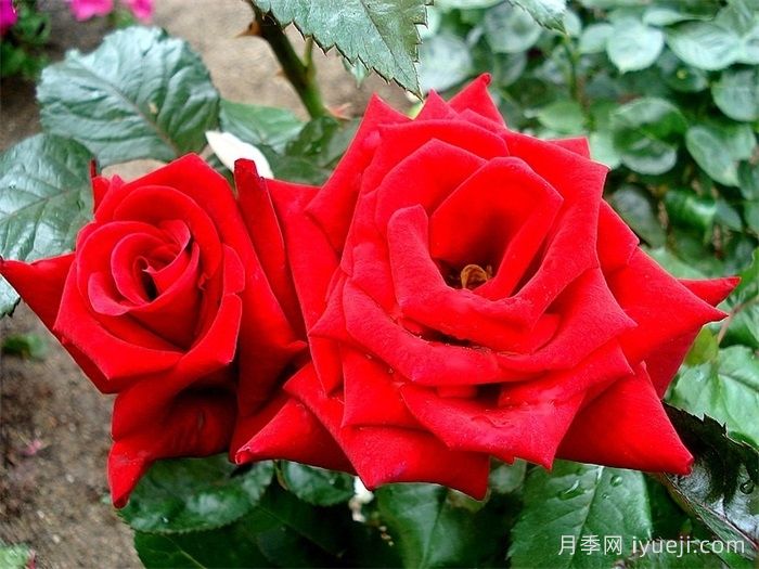 生日快乐月季/想念你月季Thinking of You(图2)