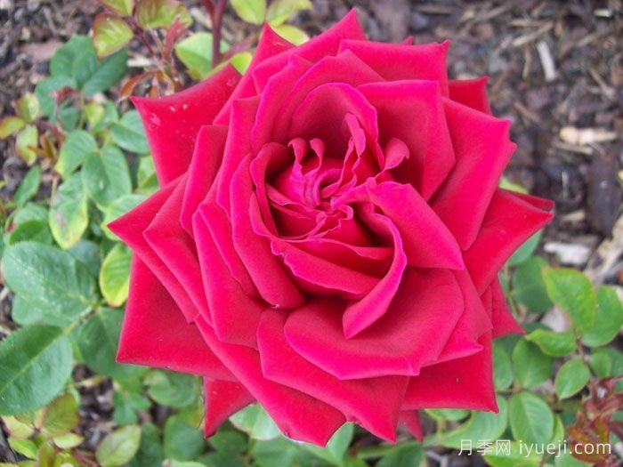 生日快乐月季/想念你月季Thinking of You(图3)