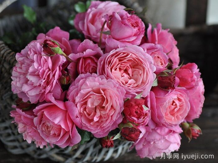 神仆天使阿比迪月季/阿比迪Abdiel(图4)