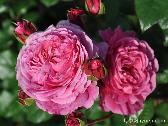 神仆天使阿比迪月季/阿比迪Abdiel(图3)