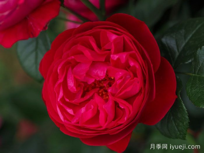 深爱月季Deep Love(图3)