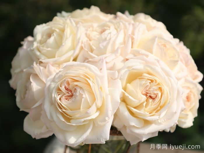 少女之心月季(图3)