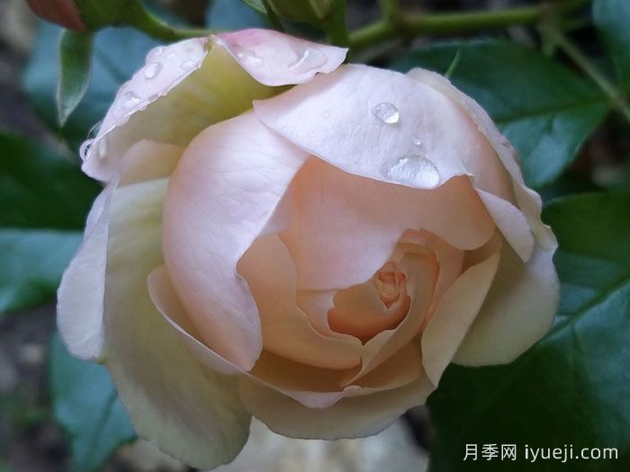 尚塔尔托马斯月季/玉玲珑Chantal Thomass(图4)