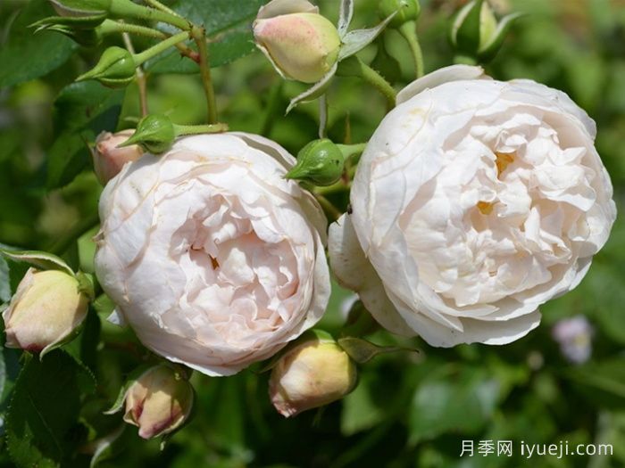 尚塔尔托马斯月季/玉玲珑Chantal Thomass(图3)