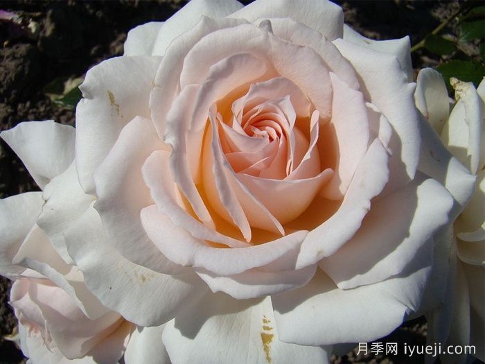 尚多斯美人月季/钱多斯美人/甜蜜的爱Chandos Beauty(图2)