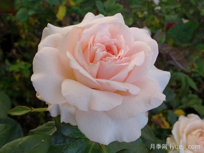 尚多斯美人月季/钱多斯美人/甜蜜的爱Chandos Beauty(图5)