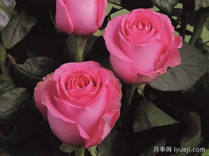 上海夫人月季/上海淑女Shanghai Lady(图1)