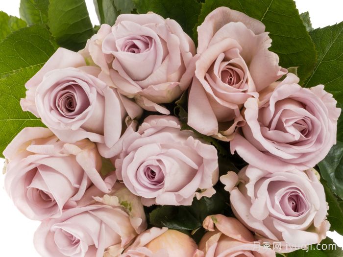 赏金之路月季/紫色布蒂Bounty Way(图1)