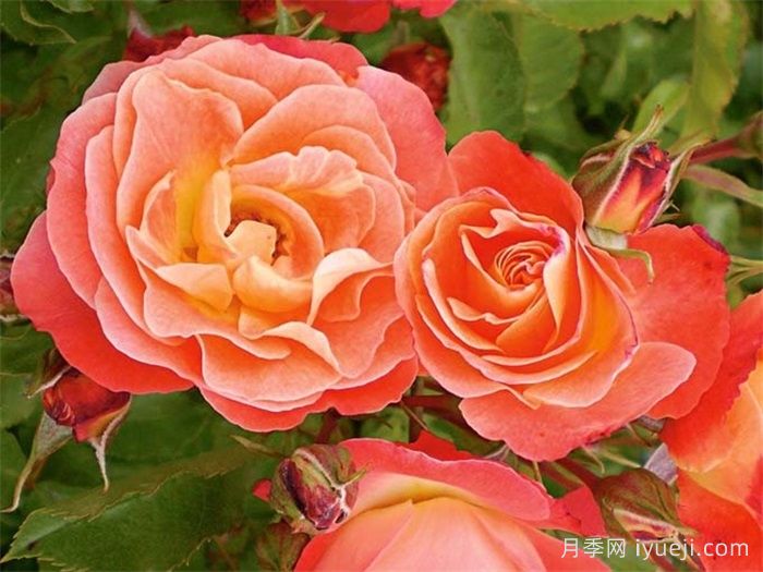 珊瑚湾月季/珊瑚月季Coral Cove(图1)