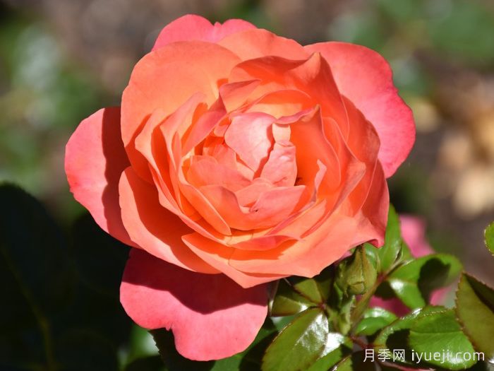 珊瑚狮子月季Coral Lions Rose(图2)