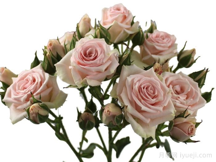 闪耀之花月季Flare Blossoms(图1)