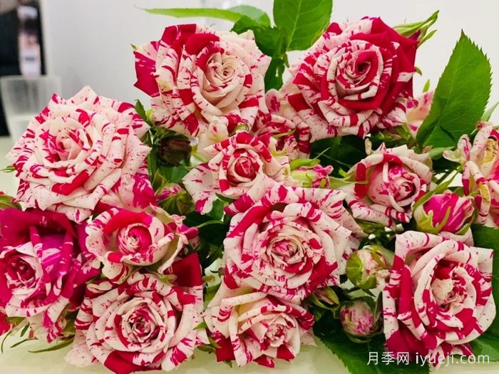 闪电舞月季Flash Dance(图1)