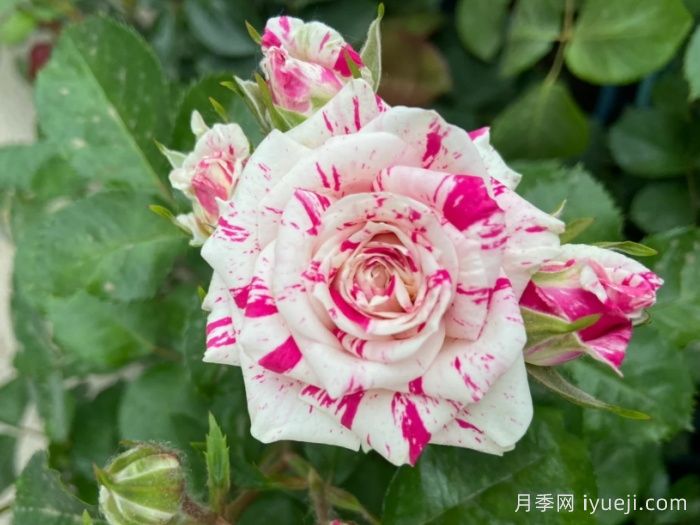 闪电舞月季Flash Dance(图2)