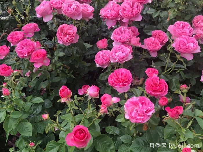 盛装打扮月季/精心装扮All Dressed Up(图3)