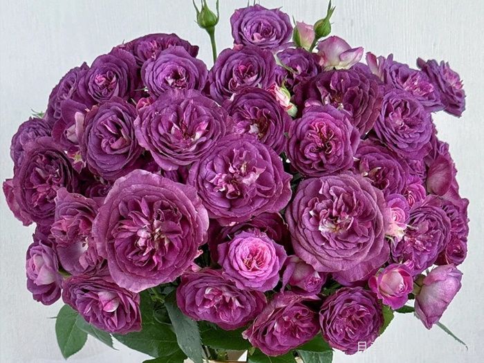 圣十字军月季/里纳尔多/圣焰骑士Rinaldo(图2)