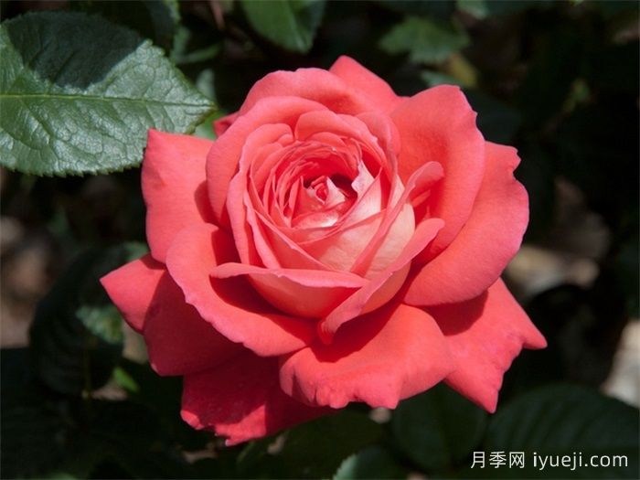 泰福茶月季Typhoo Tea(图1)