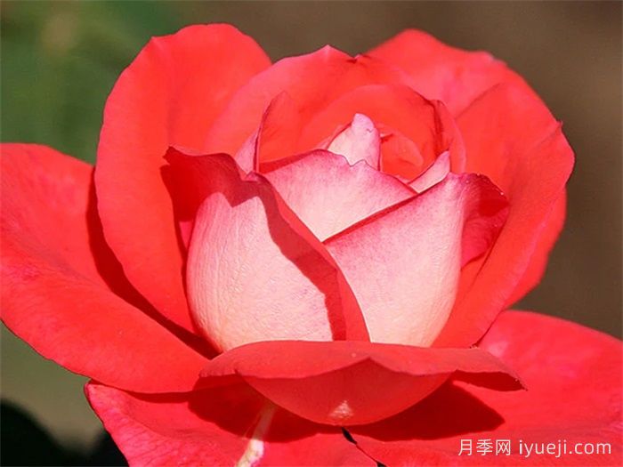 泰福茶月季Typhoo Tea(图2)