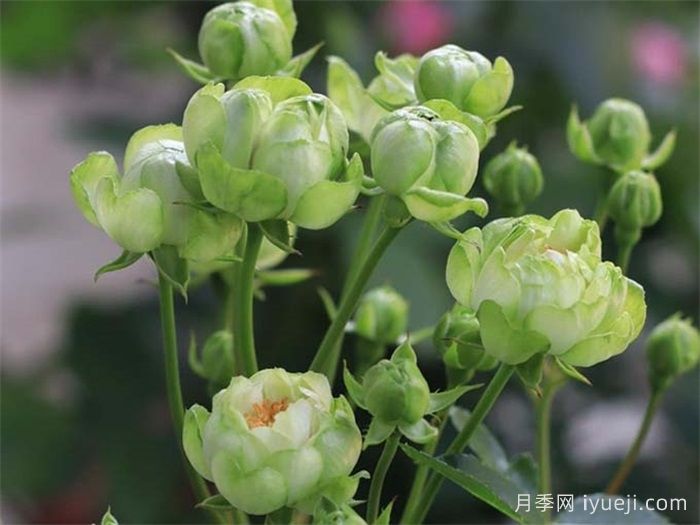 闪电月季/埃克莱尔月季Eclair(图3)