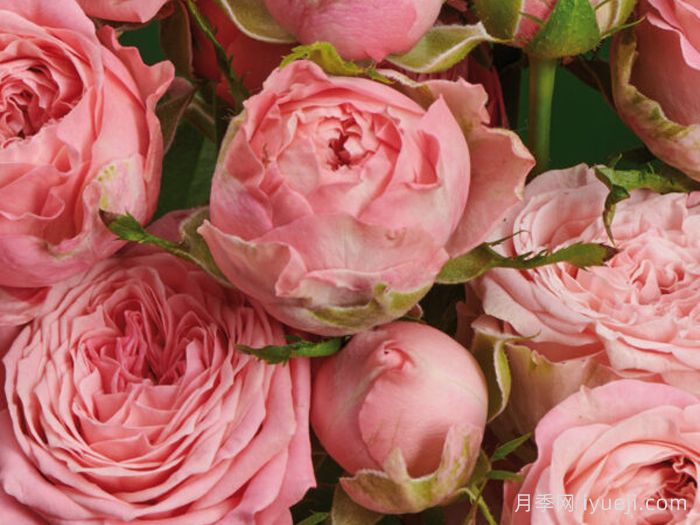 珊瑚溜溜球月季Coral YoYo(图1)