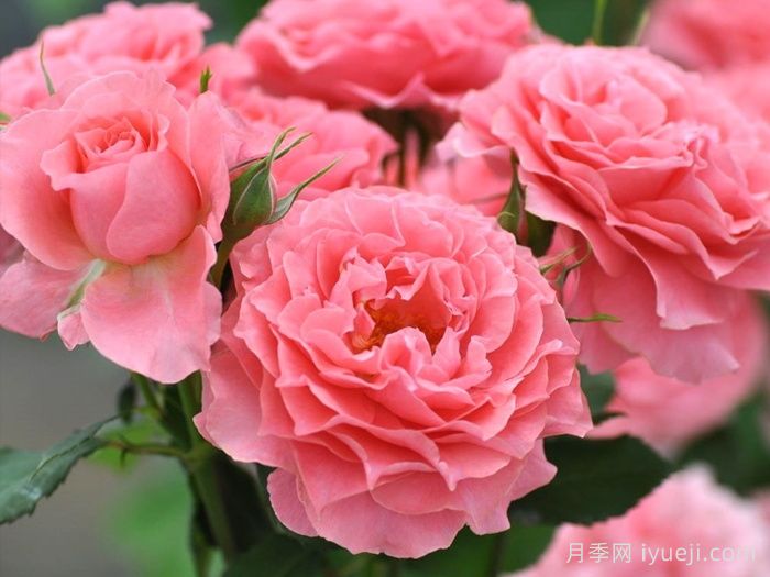 珊瑚果冻月季Corail Gelee(图1)