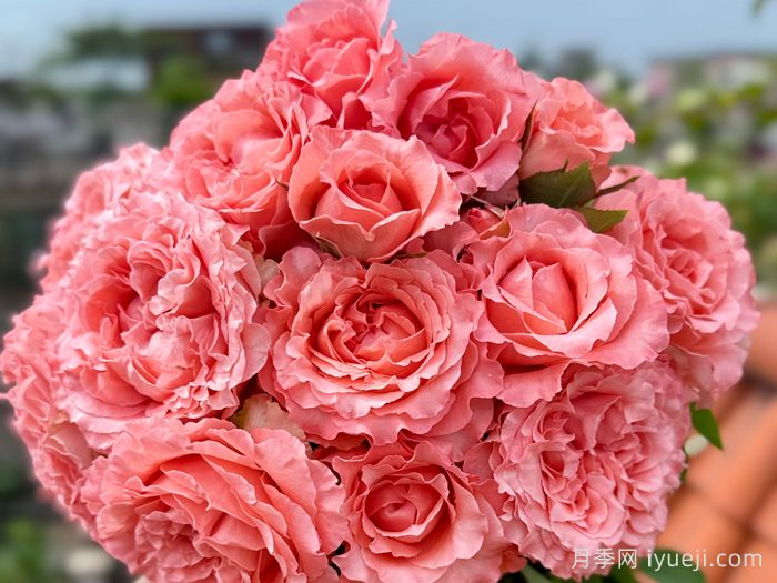 珊瑚果冻月季Corail Gelee(图5)