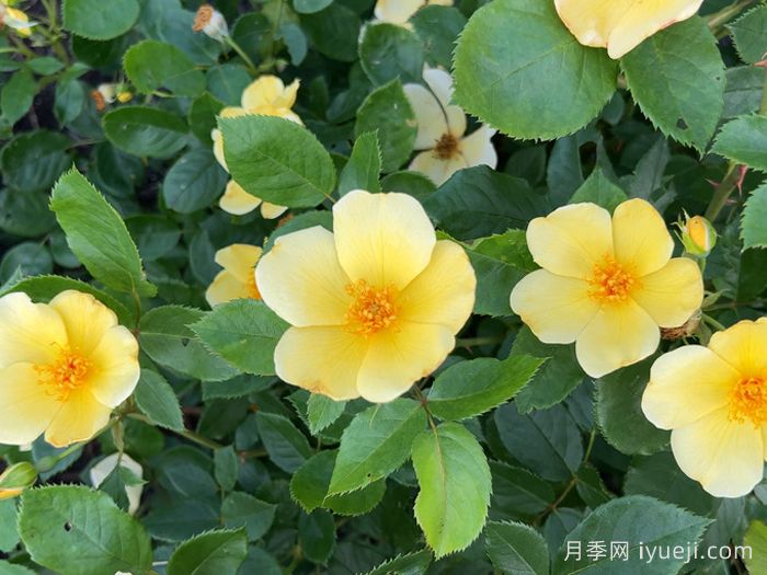 姗姗而来月季/温柔的托特琳月季Tottering by Gently(图2)