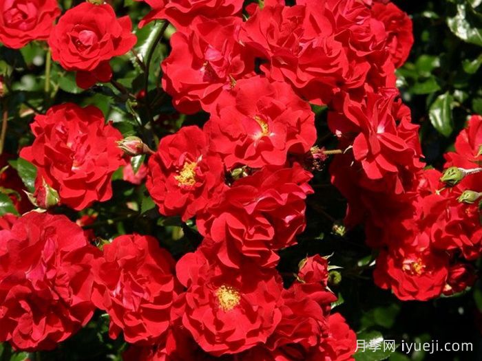 莎莎酱月季/萨尔萨舞曲月季Salsa(图1)