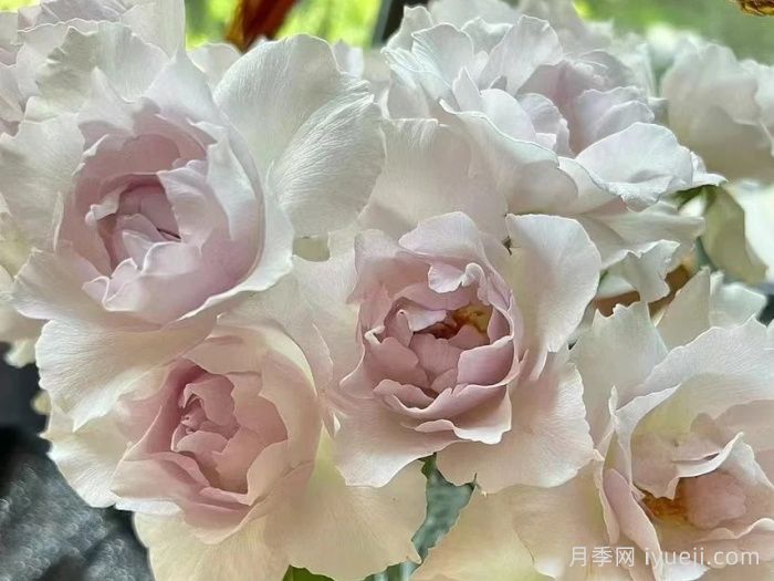 莎菲天使月季Saphiret(图2)