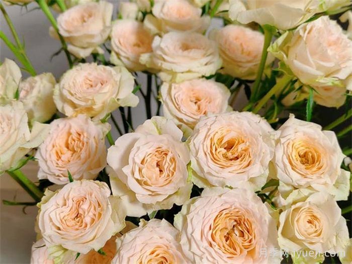 桑赛尔月季Sancerre(图1)