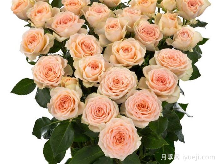 桑赛尔月季Sancerre(图2)