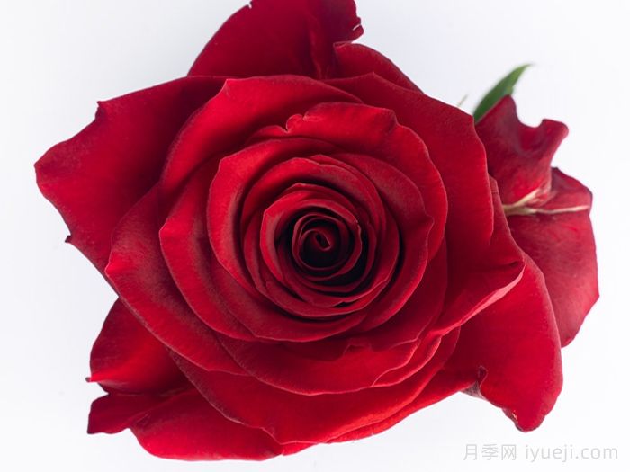 斯卡拉塔月季/斯嘉丽Scarlatta(图2)